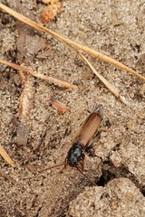 Tetropium castaneum