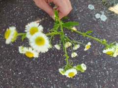 Erigeron annuus