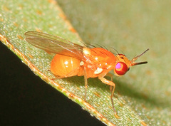 Pachyopella