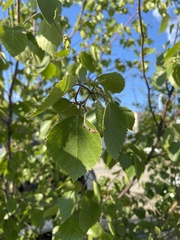 Betula pendula