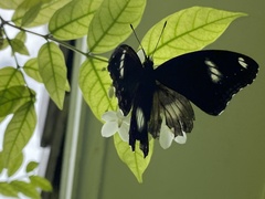 Hypolimnas bolina
