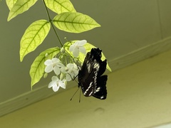 Hypolimnas bolina
