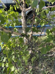 Betula pendula