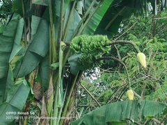 Musa acuminata flava
