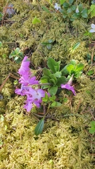 Primula clusiana