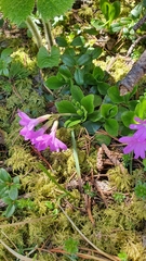 Primula clusiana