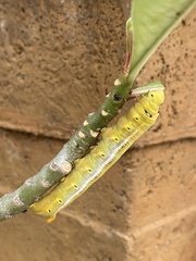 Daphnis nerii