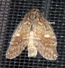 Peridea bordeloni