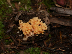 Ramaria capitata capitata
