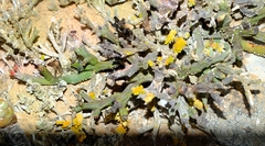 Euphorbia stapelioides