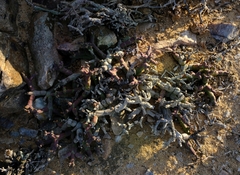 Euphorbia stapelioides