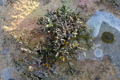 Euphorbia stapelioides