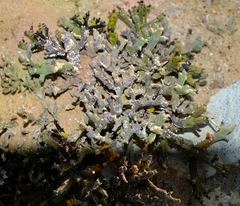 Euphorbia stapelioides