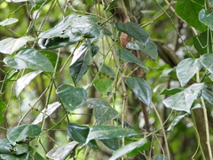 Erythropalum scandens
