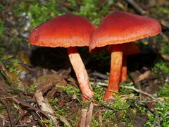 Cortinarius kula