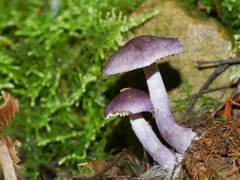 Cortinarius austroviolaceus