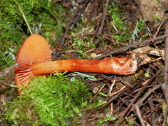 Cortinarius kula