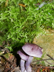 Cortinarius austroviolaceus