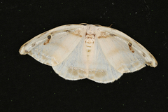 Callidrepana gelidata