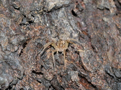 Dolomedes instabilis