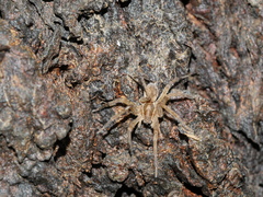 Dolomedes instabilis
