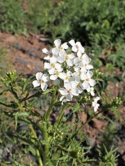 Dontostemon pinnatifidus