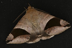 Bastilla