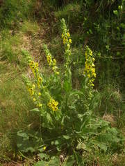 Verbascum boerhavii
