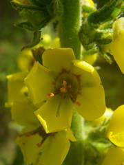 Verbascum boerhavii