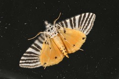Dichocrocis zebralis