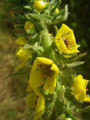 Verbascum boerhavii