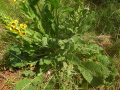 Verbascum boerhavii