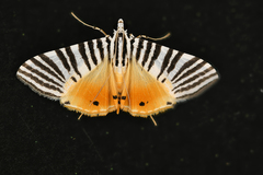 Dichocrocis zebralis