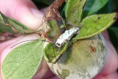 Prosopocera maculosa