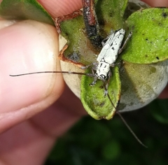 Prosopocera maculosa