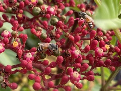 Apis florea