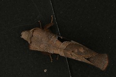 Lebeda nobilis