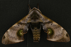 Daphnusa ocellaris