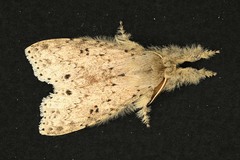 Calliteara angulata