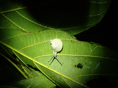 Satsuma careocaecum