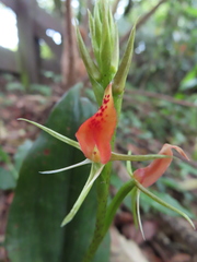 Cryptostylis arachnites