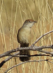 Poodytes carteri