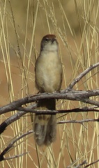 Poodytes carteri