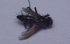 Gastrolepta anthracina