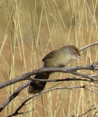 Poodytes carteri