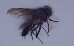 Gastrolepta anthracina