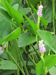 Pontederia sagittata