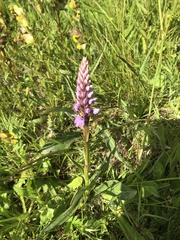 Dactylorhiza