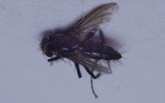 Gastrolepta anthracina