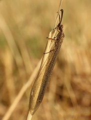 Creoleon lugdunensis